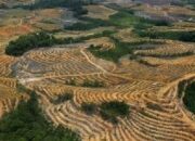 Alihfungsi Hutan