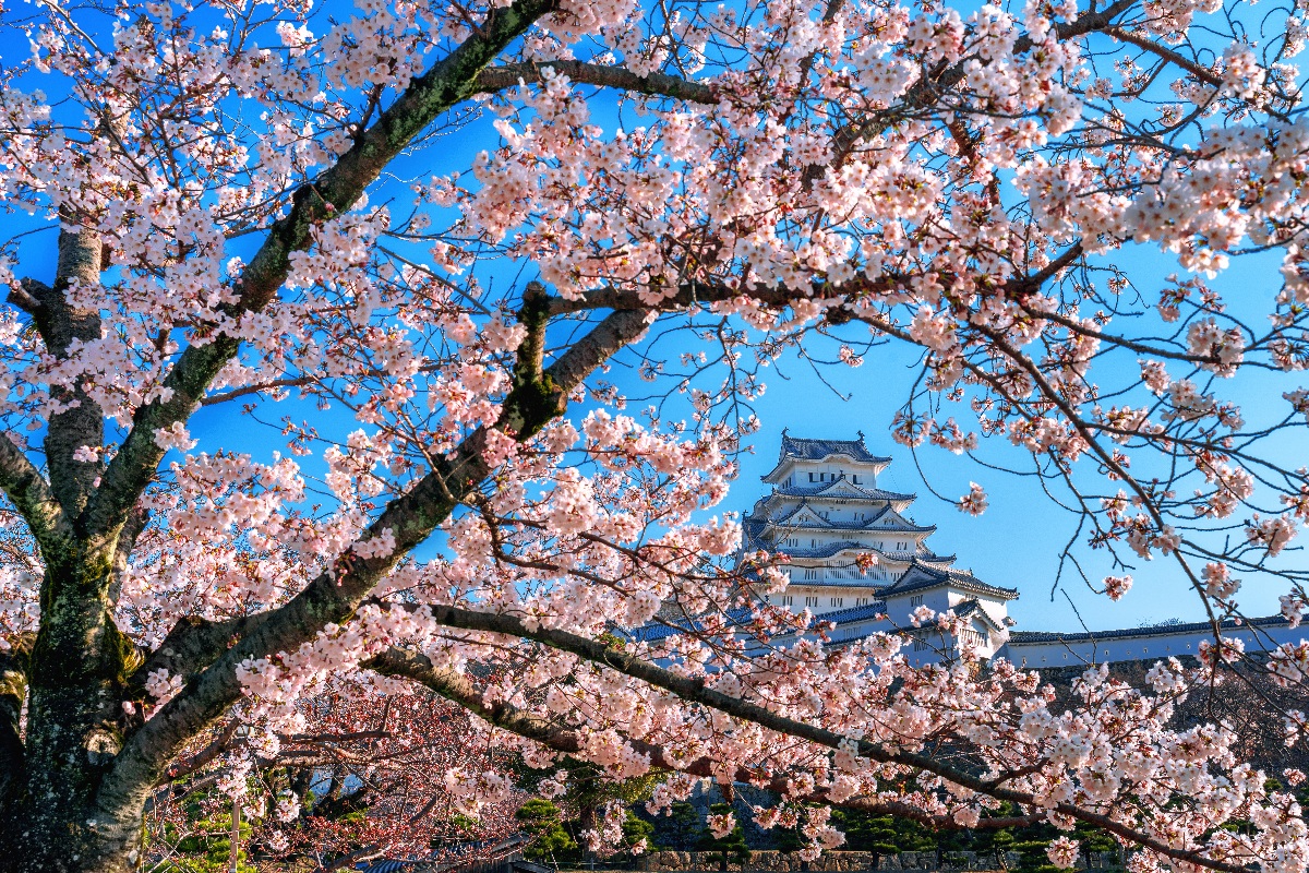 Bunga Sakura