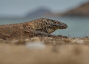 Pulau Komodo