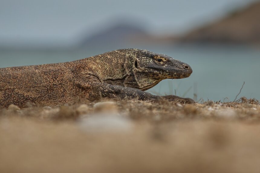 Pulau Komodo