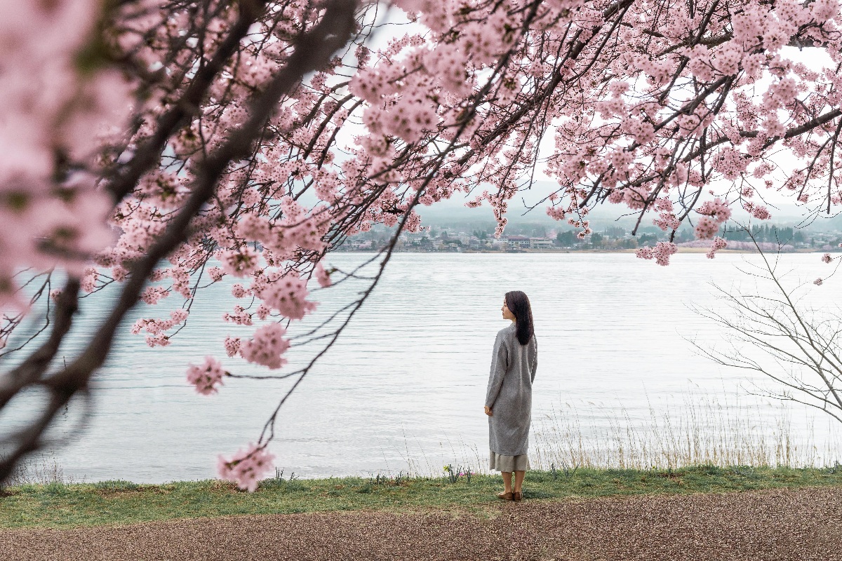 Bunga Sakura